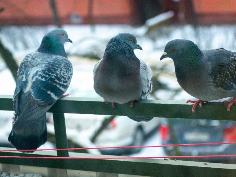 gołębie na balkonie